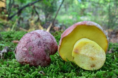 Butyriboletus Regius 'un iki örneği (eski adıyla boletus Regius), 