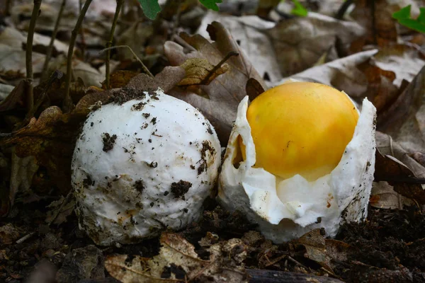 Two very young specimen of Caesar's mushrooms — Stock Photo, Image