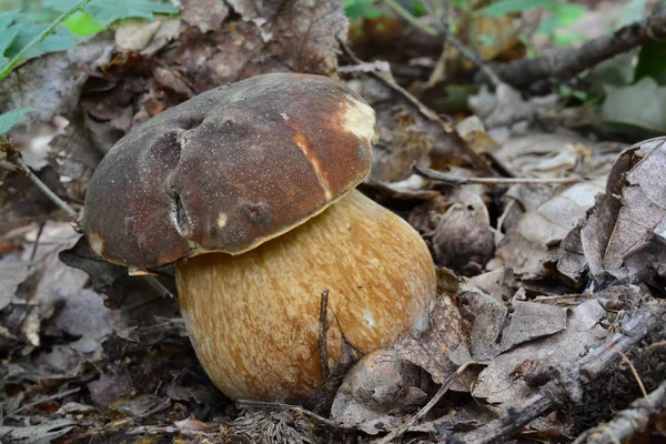 Jong exemplaar van Boletus aereus of Dark CEP Mushroom — Stockfoto