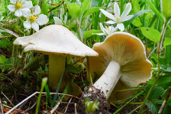 Deux spécimens de Calocybe gambosa ou de champignons de Saint-Georges — Photo