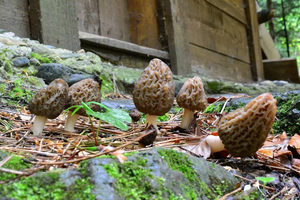 Cluster of Black morel mushrooms in front of log cabin