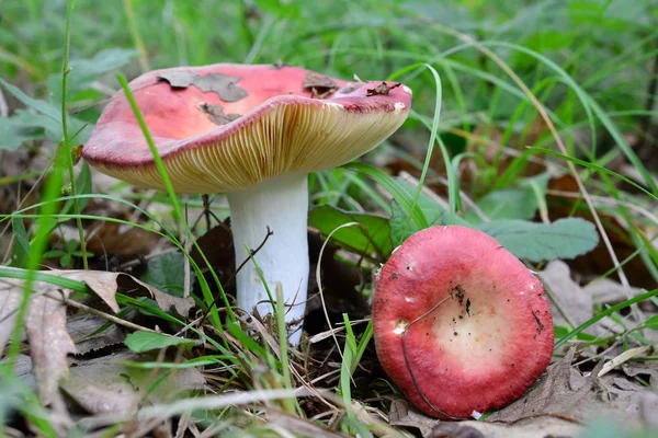 夏季食用鲁苏拉极光或黎明脆蘑菇 — 图库照片
