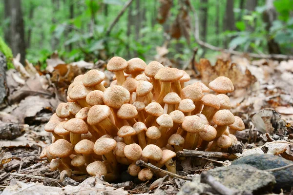 橡木森林中幼小的Armillaria Tabescens或Ringless Honey Fungus菌群 横向方向 — 图库照片