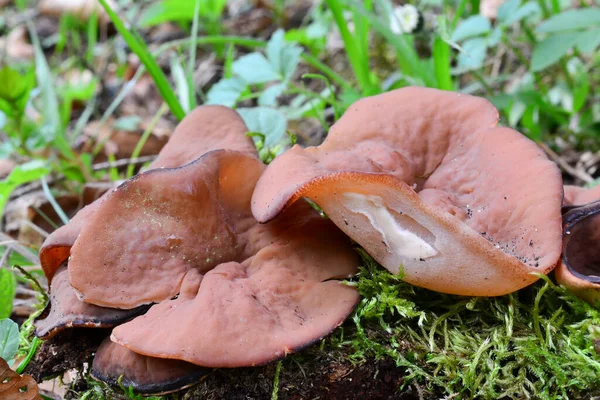 通常被称为漂白杯 Bleach Cup 微泡杯菌 Veiny Cup Fungus 或杯子鼠 Cup Morel — 图库照片