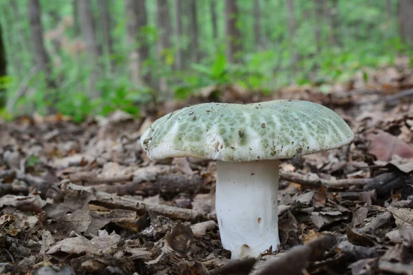 ロシアのヴィスクレセンの一つの標本または森林土壌中の緑豊かなブリトレギルキノコ クローズアップビュー 背景のオークの森 — ストック写真