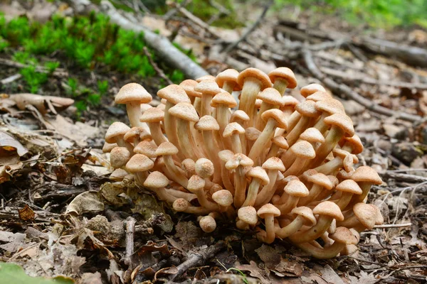 橡木林中可食野生蘑菇Armillaria Tabescens或Ringless Honey Fungus幼体丛集 — 图库照片