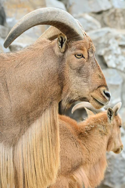 Portrait Profile Barbary Sheep Ammotragus Lervia Arrui Aoudad Species Caprid — Stock Photo, Image