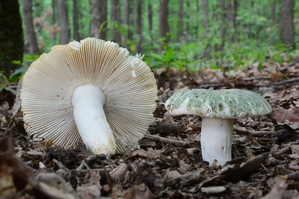 两片红豆杉或绿裂的脆腿蘑菇 左采摘 白色鳃可见 另一片在自然位置 背景为橡木林 图库图片
