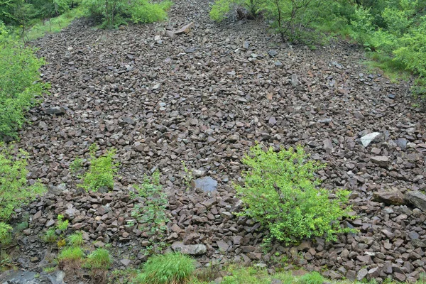 地質現象 岩の川としての石の地滑り 春の雨の下で 岩の山 水平方向のふもとに光緑の春の植生とウェット — ストック写真