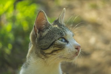 arka plan olarak blurY bahçe ile kedi portre