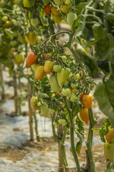 Renkli organik domates büyüyen bir serada