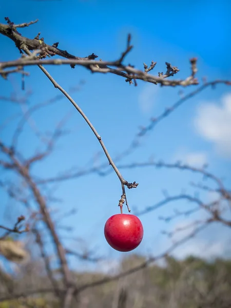 Vertikales Foto Einer Bunten Roten Pflaume Auf Einem Baum Ohne — Stockfoto