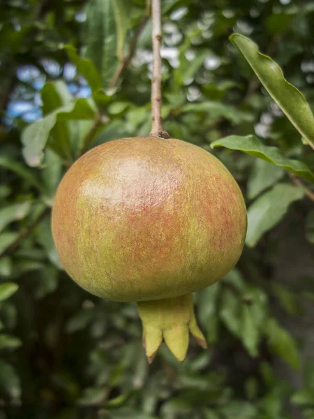 Nar meyve ağaç arka plan olarak yeşil yeşillik ile