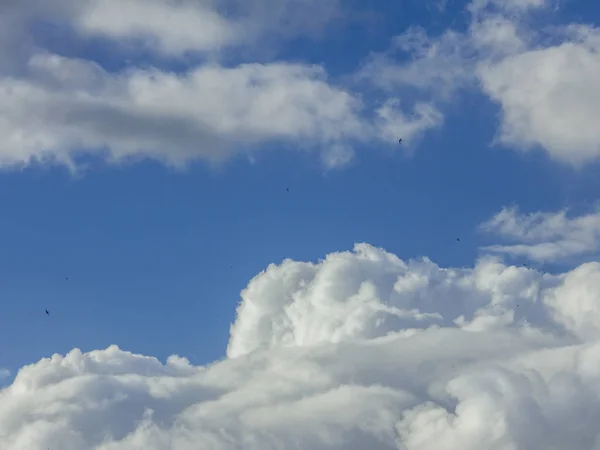 Mavi gökyüzü ile güneşli bir günde bulutların üzerinde uçan kuşlar