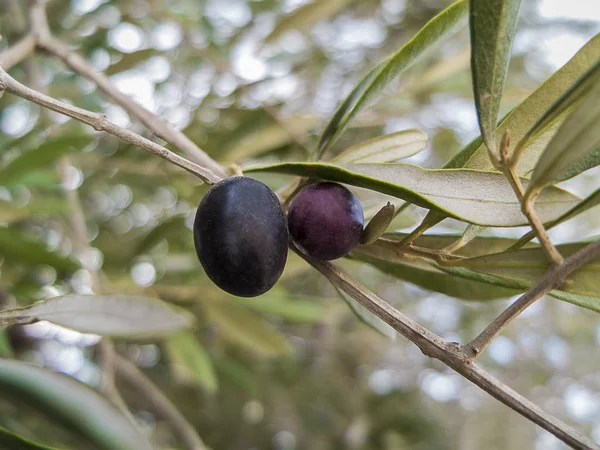 Schwarze Und Rote Oliven Auf Dem Ast Mit Laub Als — Stockfoto