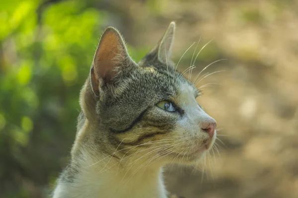 arka plan olarak blurY bahçe ile kedi portre