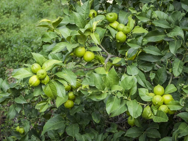 Grüne Zitronen Baum Mit Laub Als Hintergrund — Stockfoto
