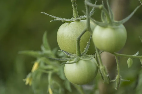 Yeşil bulanık arka plan ile büyüyen yeşil tomataoes