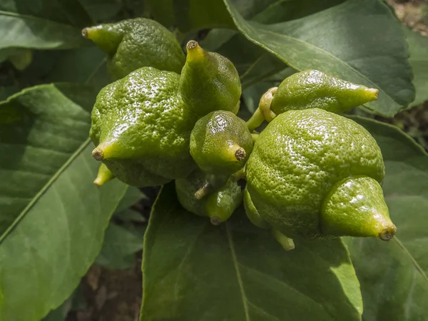 Yeşil limon ağacı yeşil yaprakları ile üzerinde büyüyen