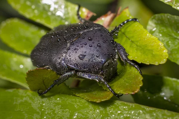 Yeşil yaprakları üzerinde ıslak siyah böcek closeup