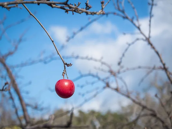 Horizontal Photo One Colorful Red Plum Tree Leaves Blue Sky — Stock Photo, Image