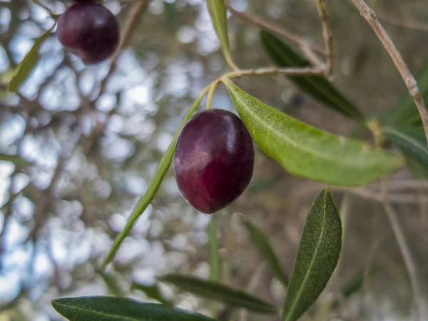 Ağaç dalı ile yeşillik olarak arka plan üzerinde kırmızı zeytin