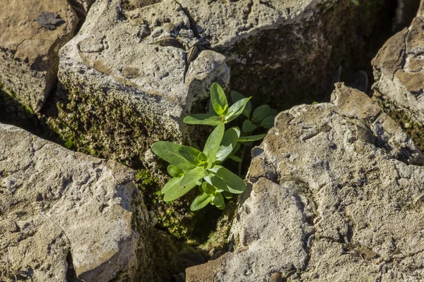 Çatlaklar kayıp olmamalı umudu simgeleyen kuraklık tarafından kırık bir ülkede arasında büyüyen yeşil bir bitki