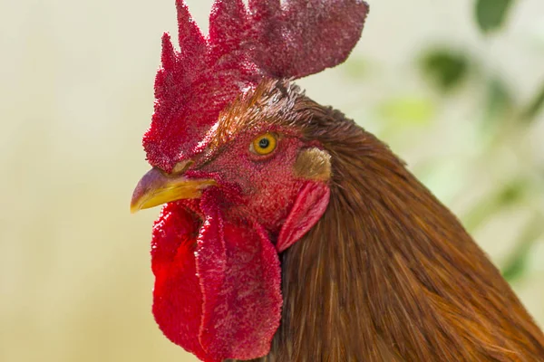 ekmek arası horoz yakın çekim portre bulanık arka plan ile