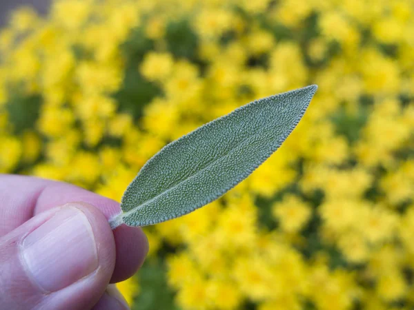 Sage green leaf with yellow flowers as background