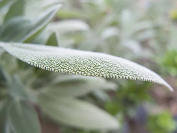 Macro closeup sage leaf with green foliage as background