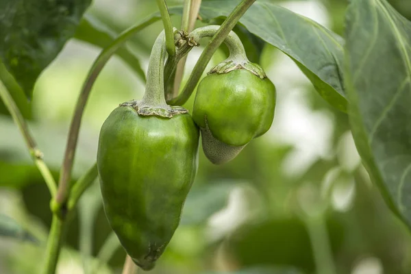 two green pepper growing on its branch with green leaves and background