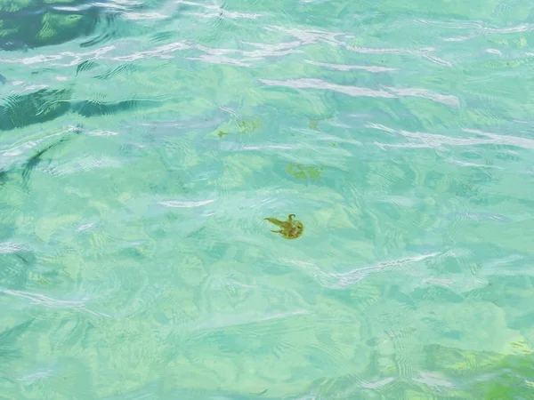 Burns neden olabilir denizin tehlikeli bir denizanası