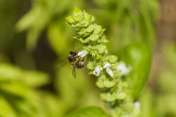 bal arısı beyaz polen ve nektar closeup beyaz çiçeği toplar