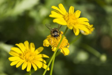 Sarı papatya çiçek, nektar ve polen toplama bir arıya.
