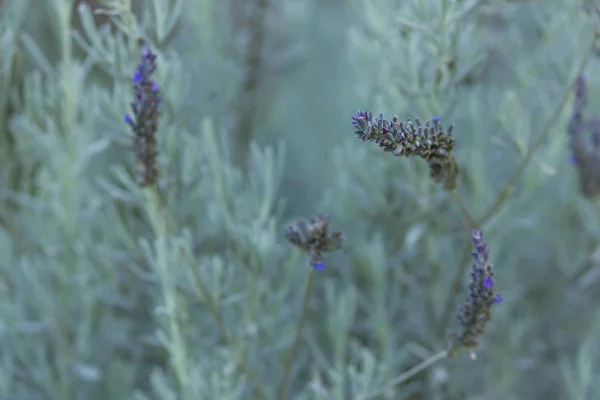 Lavanta çiçeği closeup bulanık arka alan