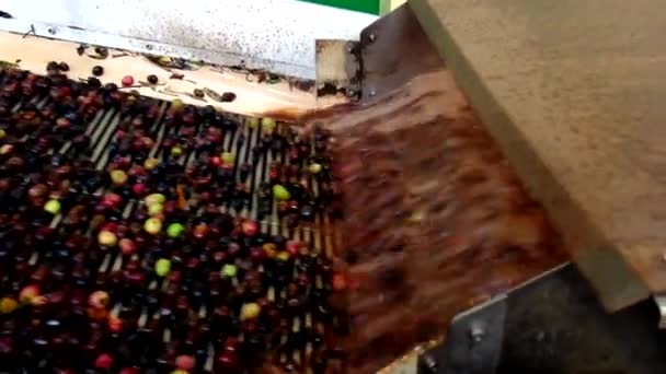 Process Cleaning Olives Extracting Oil Modern Olive Oil Factory — Stock Video