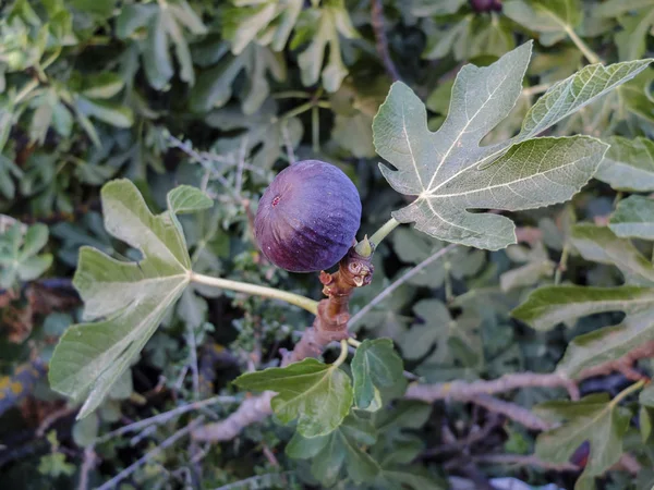 Violette Schwarze Feigenfrucht Auf Ihrem Baum Zwischen Zwei Grünen Blättern — Stockfoto