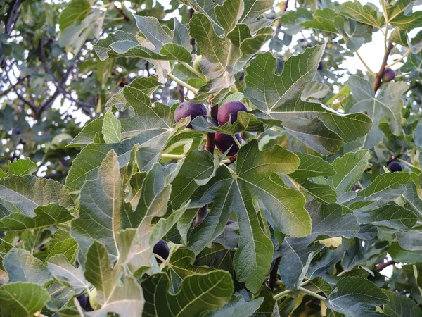 Feigenbaum Mit Grünen Blättern Und Schwarzen Violetten Früchten — Stockfoto