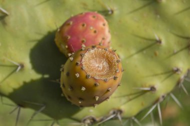 İnciri kırmızı turuncu meyveler closeup (Opuntia ficus-indica, olarak da bilinen Hint incir opuntia, Berberi incir, kaktüs armut, omurgasız kaktüs)