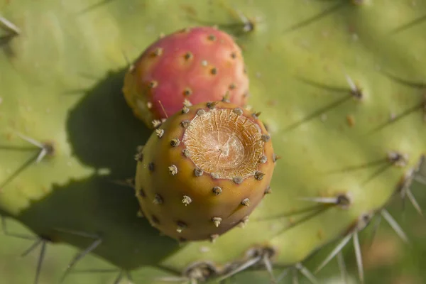 İnciri kırmızı turuncu meyveler closeup (Opuntia ficus-indica, olarak da bilinen Hint incir opuntia, Berberi incir, kaktüs armut, omurgasız kaktüs)
