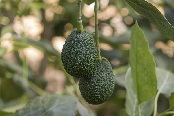 Texturierte Grüne Und Organische Avocadofrüchte Die Baum Wachsen — Stockfoto