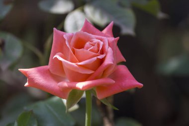 Güzel pembe gül çiçek bahçesinde.