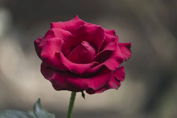 Güzel kırmızı gül çiçek bahçesinde.