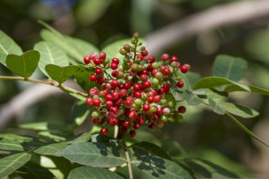 Pistacia mercimek yaygın olarak lentisk ya da mastik olarak bilinir, ağaçta kırmızı meyveler