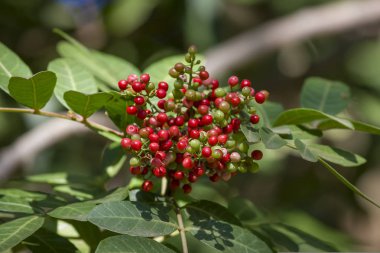 Pistacia lentiscus commonly known as lentisk or mastic, red fruits on the tree clipart