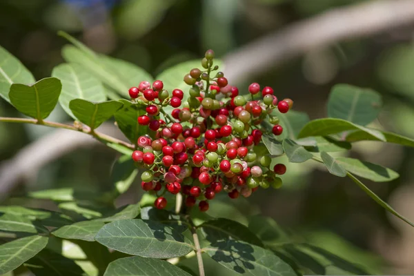 Pistacia Lentiscus Allgemein Bekannt Als Linse Oder Mastix Rote Früchte — Stockfoto