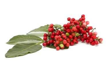 Pistacia mercimek, lent kırmızısı böğürtlenler beyaz arkaplanda izole