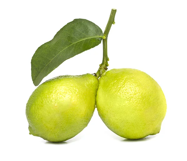Dalında iki limon, beyaz arka planda yeşil bir yaprak var.