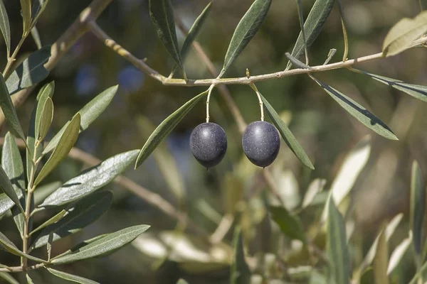 Bio Zwei Schwarze Oliven Auf Dem Zweig Zwischen Den Blättern — Stockfoto