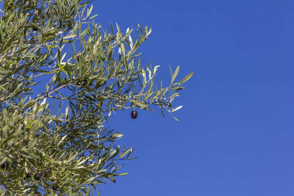 Schwarze Olive Auf Dem Ast Mit Blauem Himmel Als Hintergrund — Stockfoto